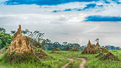 Anthills
