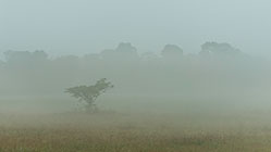 isolated tree under mist