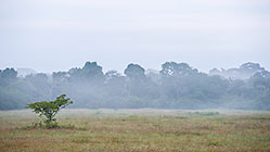 isolated tree under mist