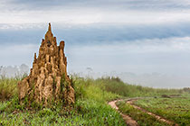 Termite Hill