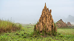 Anthills