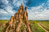 Anthills