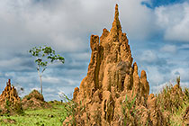 Anthills