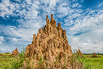 Termite Cathedral
