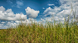 savana under clouds