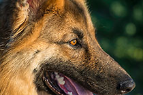 Sheba dog portrait