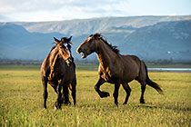 Horses