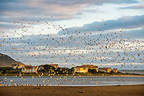 seagul birds in front of Fisherheaven houses