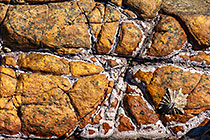 limpet on rocky sea shore