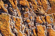 limpet on rocky sea shore