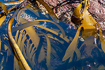 kelp algae in sea rocky pool