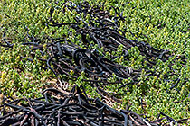 dry kelp algae in green succulent plants