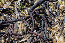 dry kelp algae in dry grass