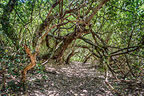 milkwood forest