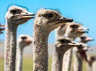 Ostriches
