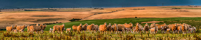 Sheeps Herd Portrait