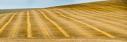 Wheat Fields