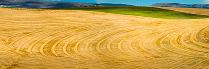 Harvest Patterns