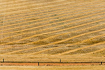 Wheat Fields