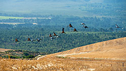 Blue Cranes