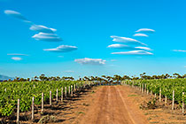 Vineyards