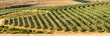 Olive Trees