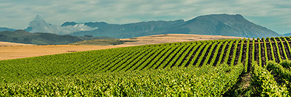 Vineyards