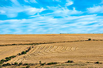 patterns in wheat fields