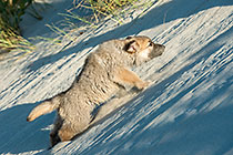 Sheba puppies on beach
