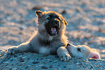 Sheba puppies on beach