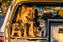 Sheba puppies in the back of land cruiser