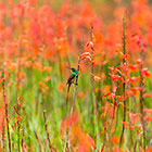 red flowers