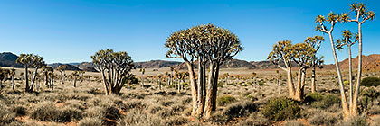 quiver trees