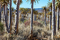 quiver trees