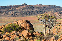 quiver trees
