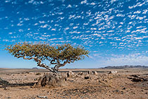 acacia trees in desert