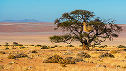 weaver nest in camel thorn tree