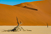 dead camelthorn trees in Deadvlei