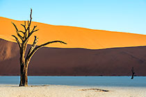 dead camelthorn trees in Deadvlei