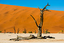 piet crow on dead camelthorn tree in Deadvlei