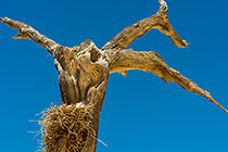 piet crow on dead camelthorn tree in Deadvlei