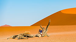 man sitting on dead tree | sand dunes