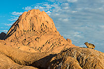rock hyraxs on rocks