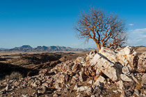 tree on quartzite outcrop