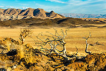 dead trees | desert plain & mountains
