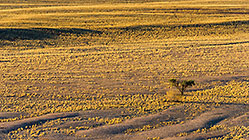 acacia tree in desert plain