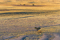 acacia tree in desert plain
