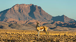 Springbok