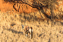 Oryx