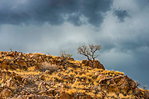 tree on rocky hill